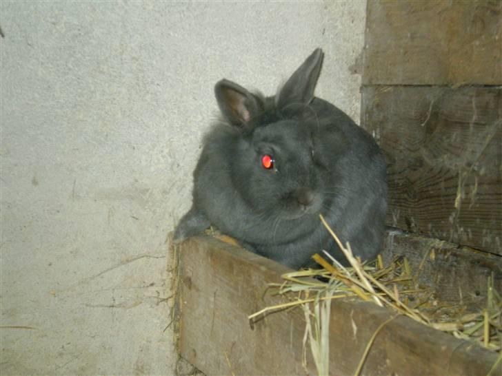Kanin Oscar *R.I.P.* - Leger i fårekrybben:) billede 13