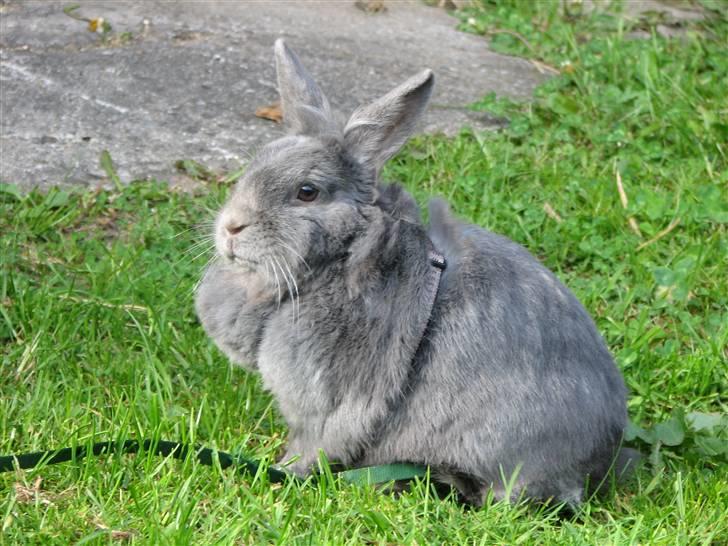 Kanin Oscar *R.I.P.* - Holder godt øje med mig...:) billede 14