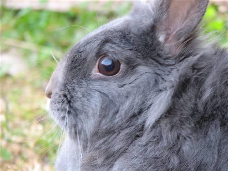 Kanin Oscar *R.I.P.* - Vagtsomme øje:) billede 16