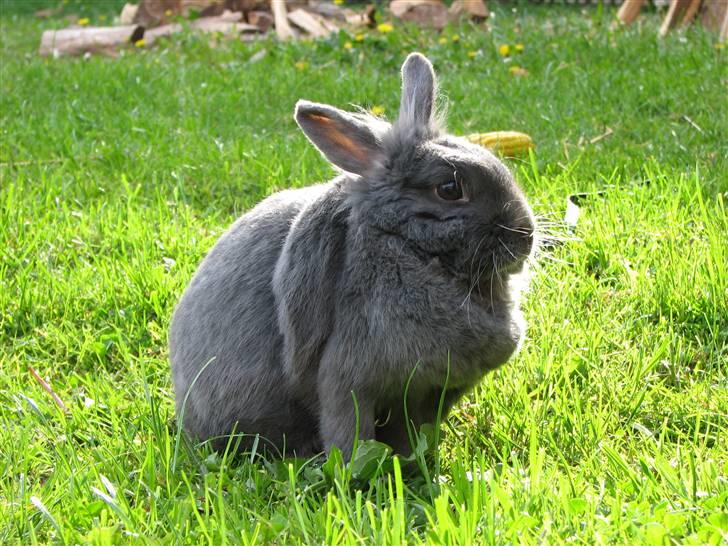 Kanin Oscar *R.I.P.* - I solen:) billede 17