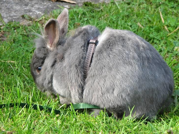 Kanin Oscar *R.I.P.* - Tid til en vaskeomgang:) billede 19