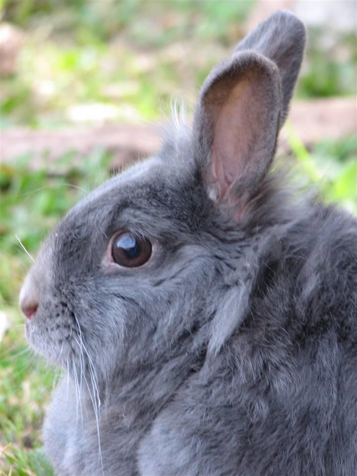 Kanin Oscar *R.I.P.* - Hej, hej, tak fordi du kiggede forbi:) billede 20