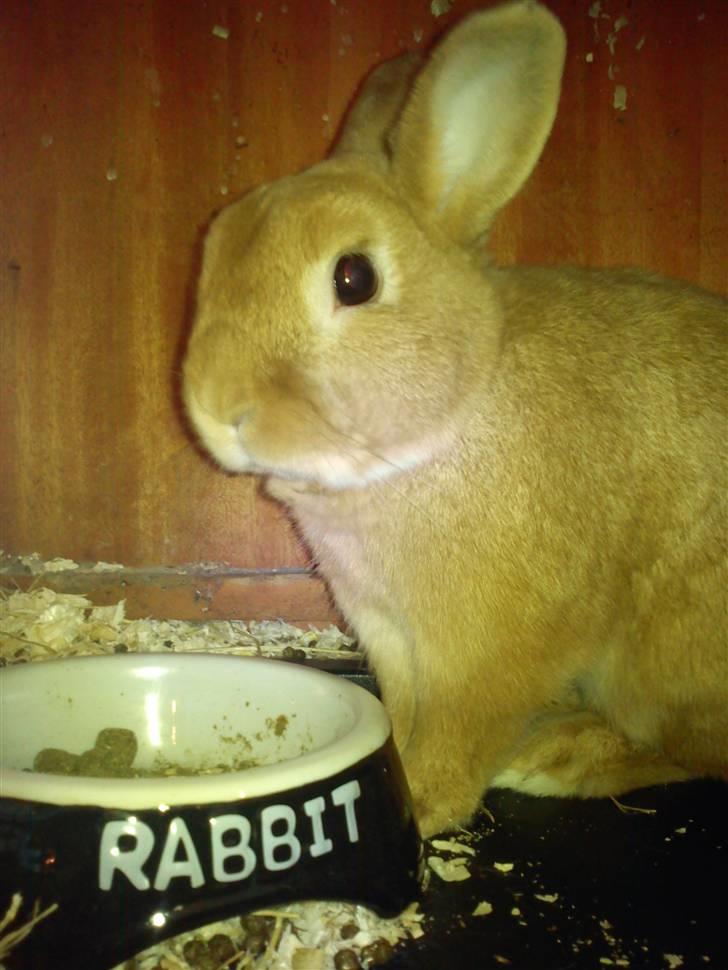 Kanin Alonso billede 1