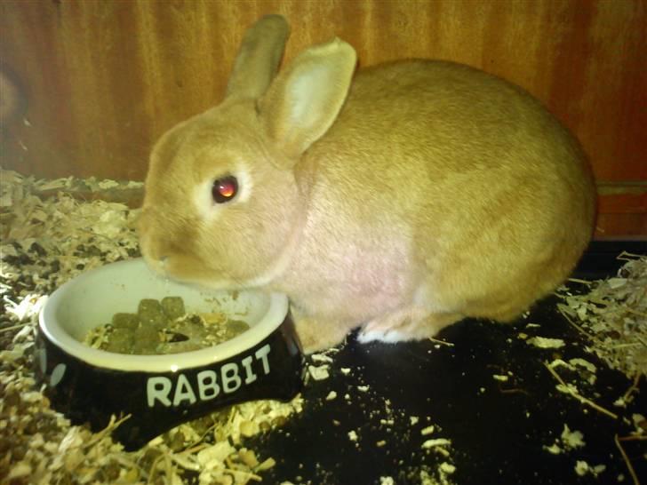 Kanin Alonso billede 2