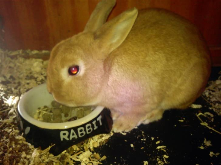 Kanin Alonso billede 3