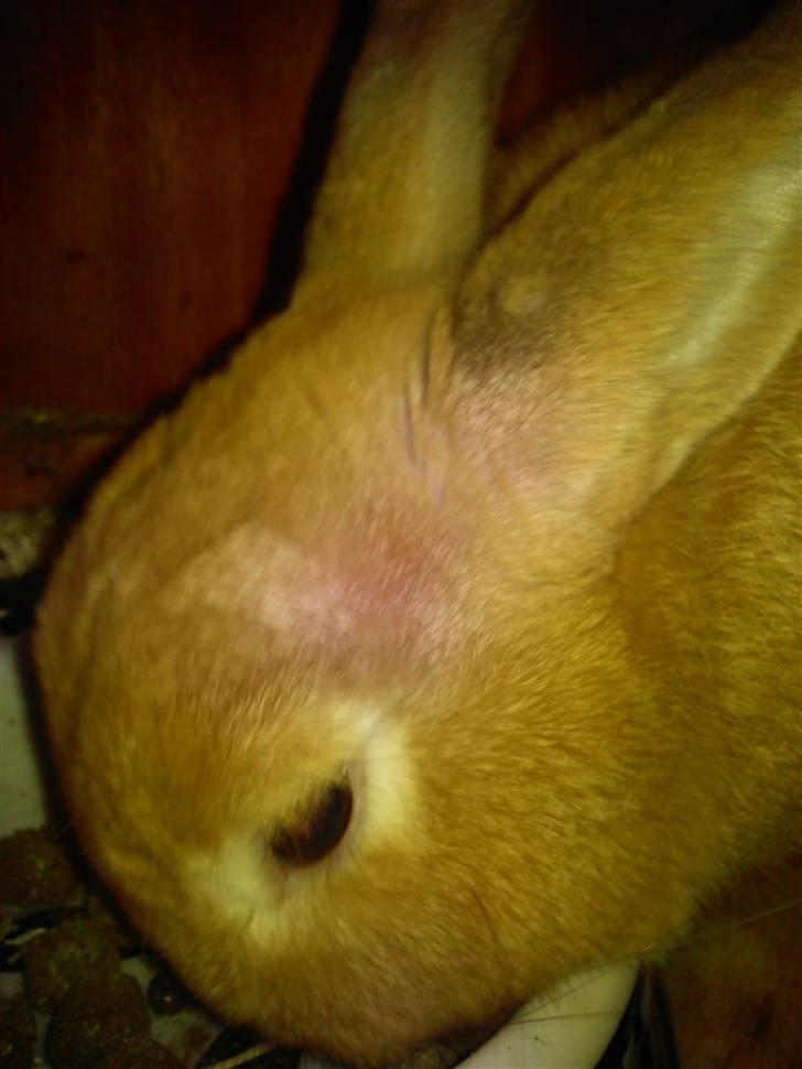 Kanin Alonso billede 4