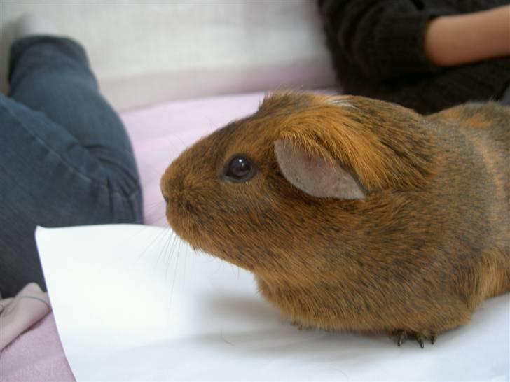 Marsvin Solsidens Lovely Lulu<3 billede 8