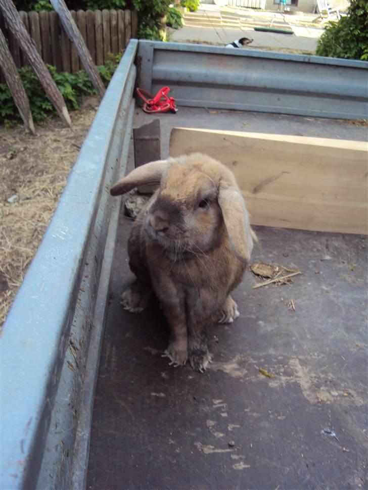 Kanin Viktor - 6# Fri i trailer. billede 6