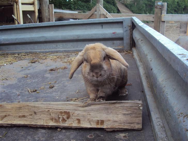 Kanin Viktor - 8# Fri i trailer.  billede 8