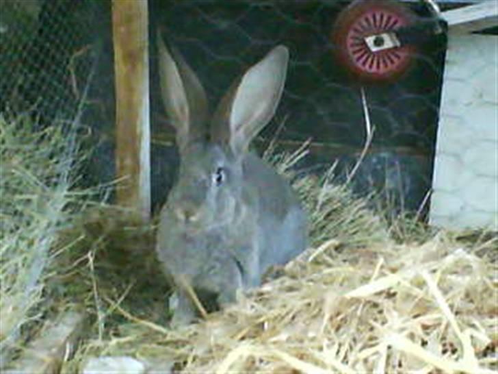 Kanin Bertha - Ca. 3 mdr. billede 2