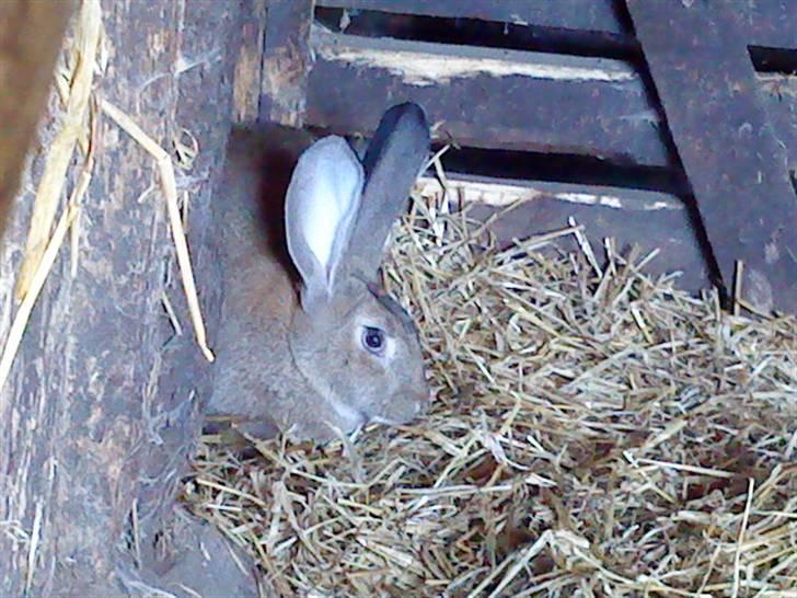 Kanin Bertha billede 3