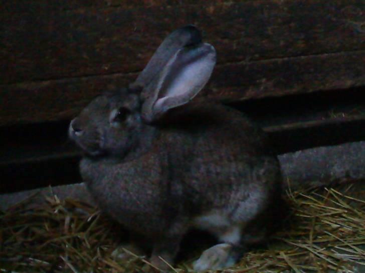 Kanin Bertha billede 4