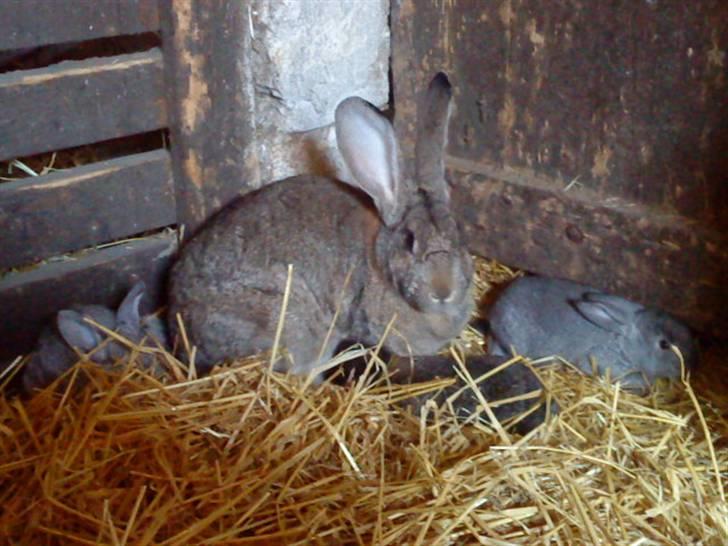 Kanin Bertha - Bertha´s første kuld billede 5