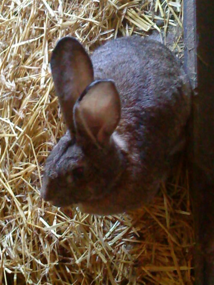 Kanin Bertha billede 6