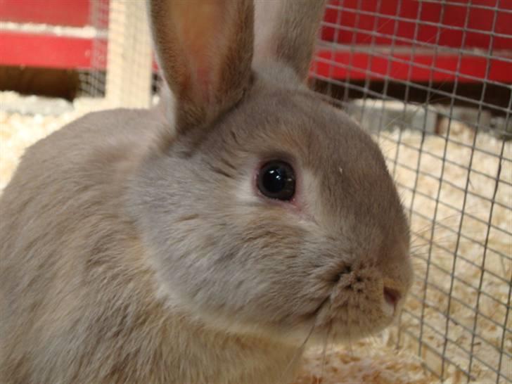 Kanin Brownie <Funny Bunny> <3 - Sweeeeety <3 billede 14