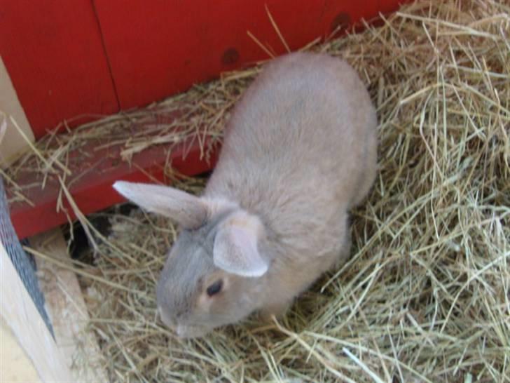 Kanin Brownie <Funny Bunny> <3 - :) billede 15