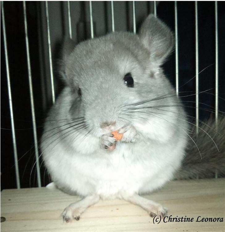 Chinchilla Amaiya <3 solgt billede 1