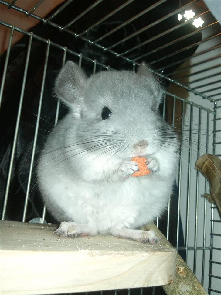 Chinchilla Amaiya <3 solgt billede 2