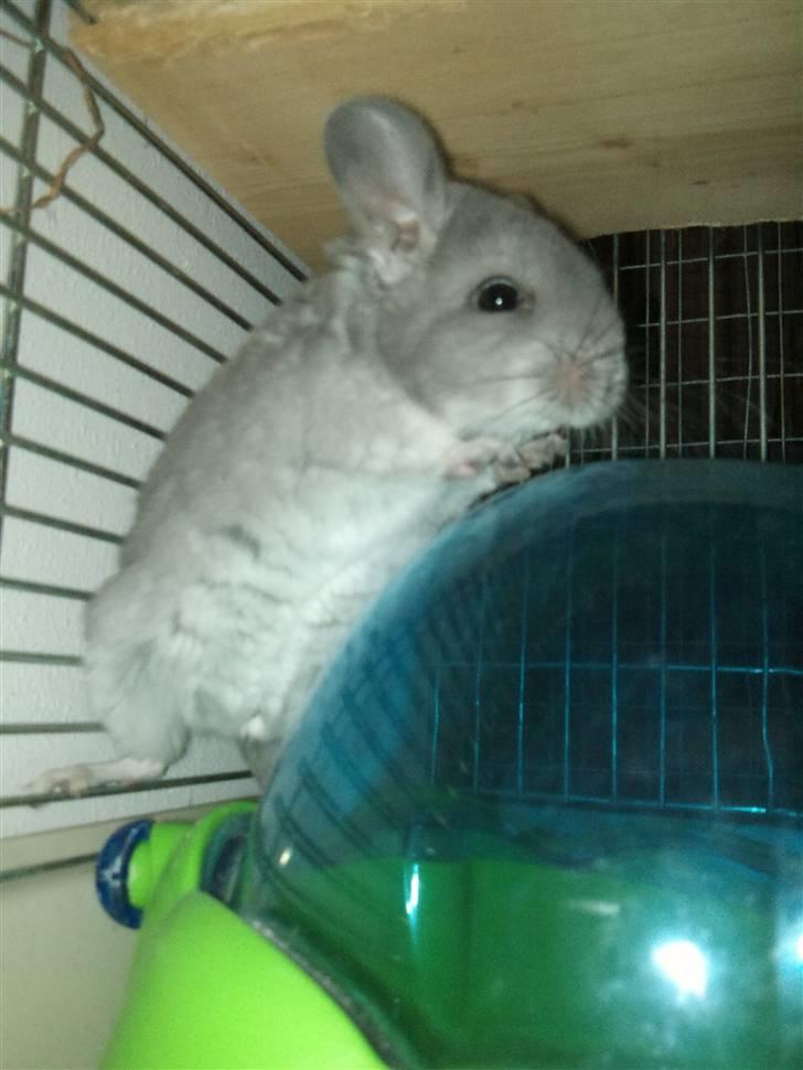 Chinchilla Amaiya <3 solgt billede 3