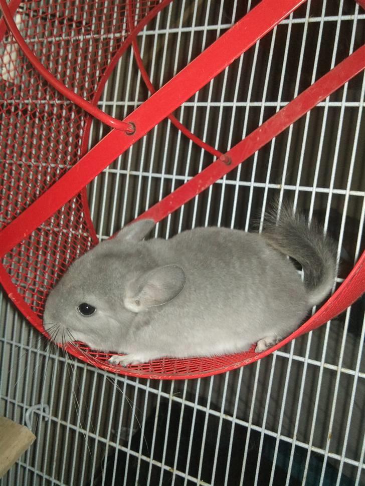 Chinchilla Amaiya <3 solgt billede 4