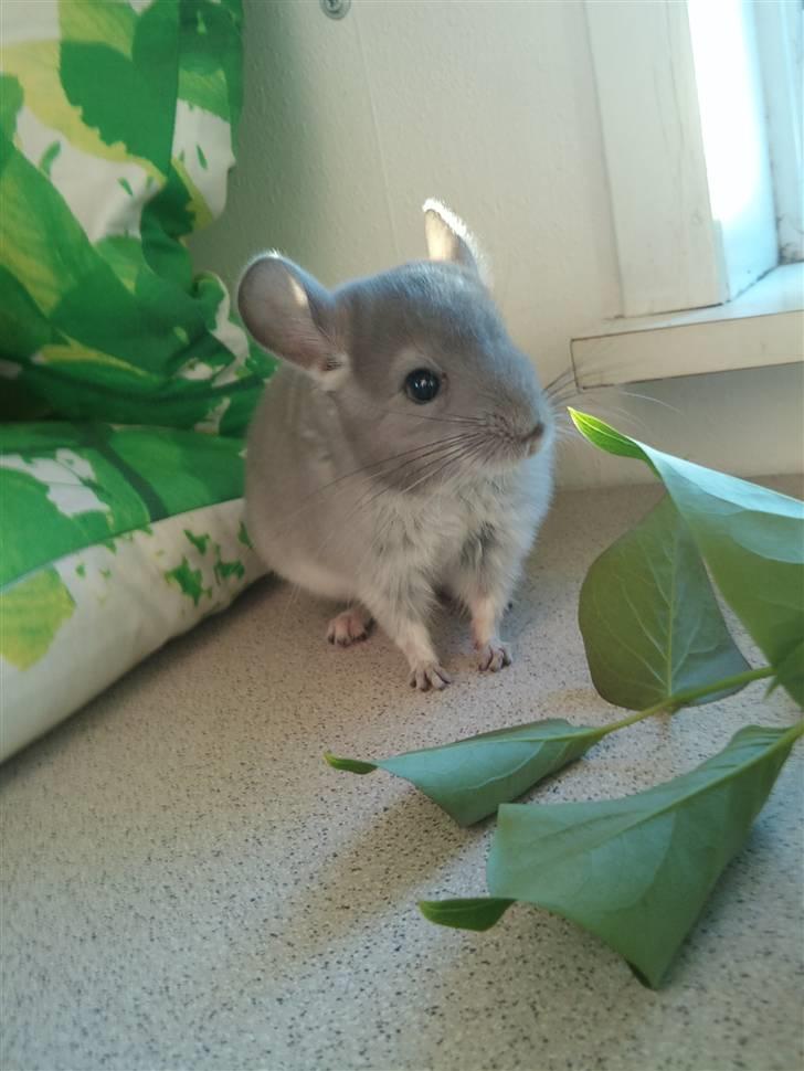 Chinchilla Amaiya <3 solgt billede 5