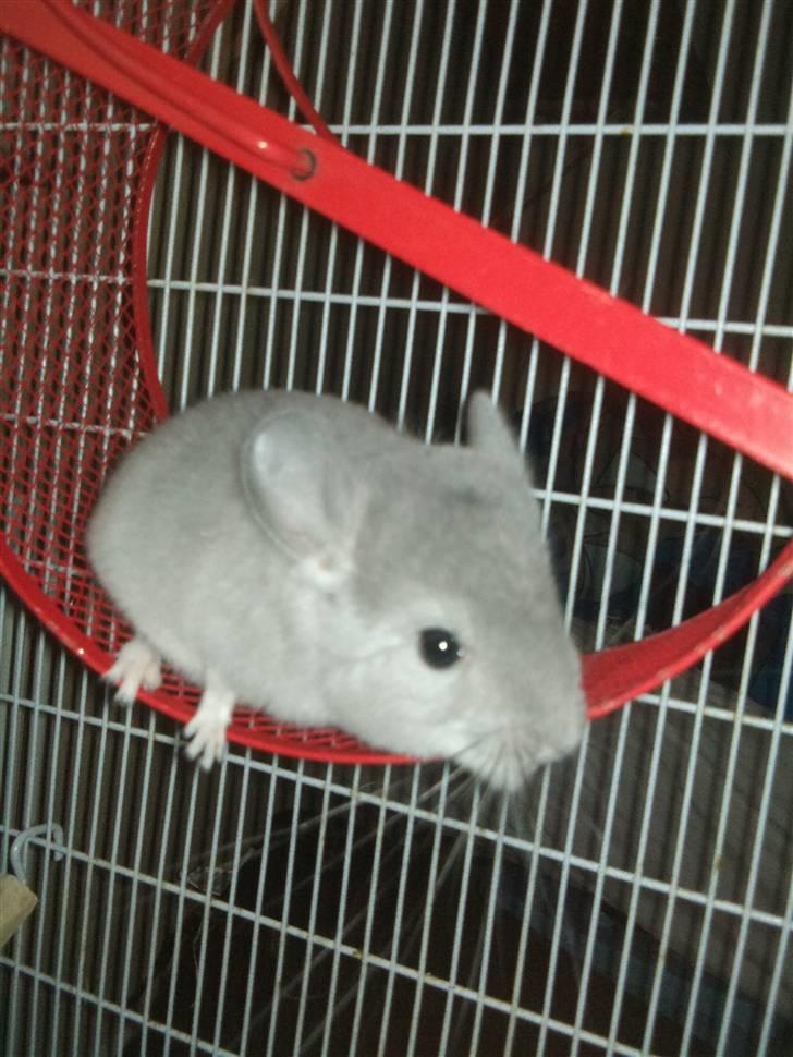 Chinchilla Amaiya <3 solgt billede 6