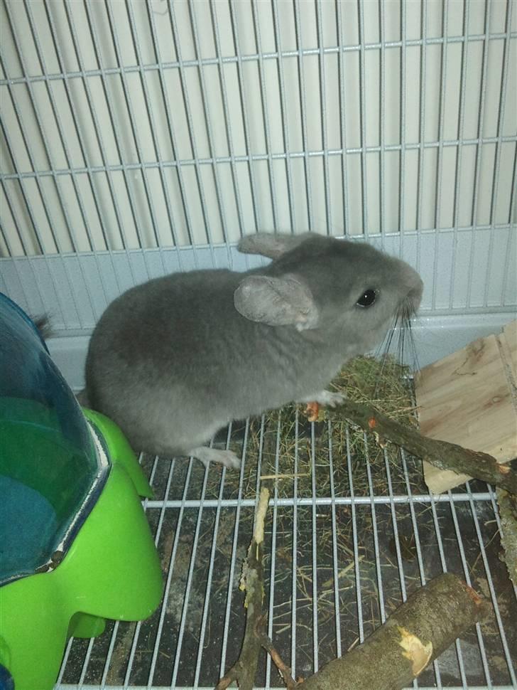 Chinchilla Amaiya <3 solgt - FAR billede 7