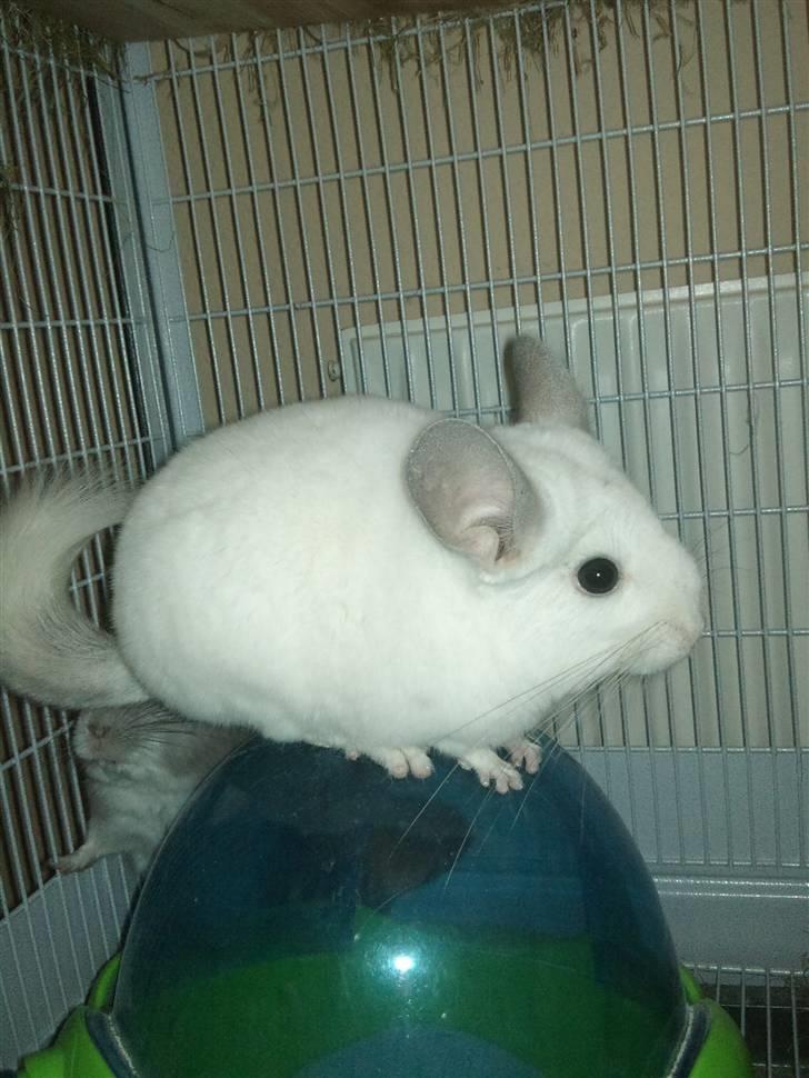 Chinchilla Amaiya <3 solgt - MOR billede 8