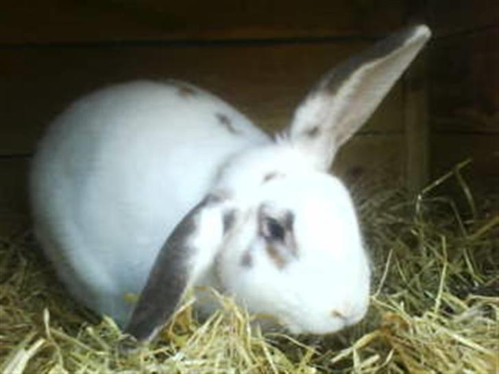 Kanin Pelle Haleløs billede 1