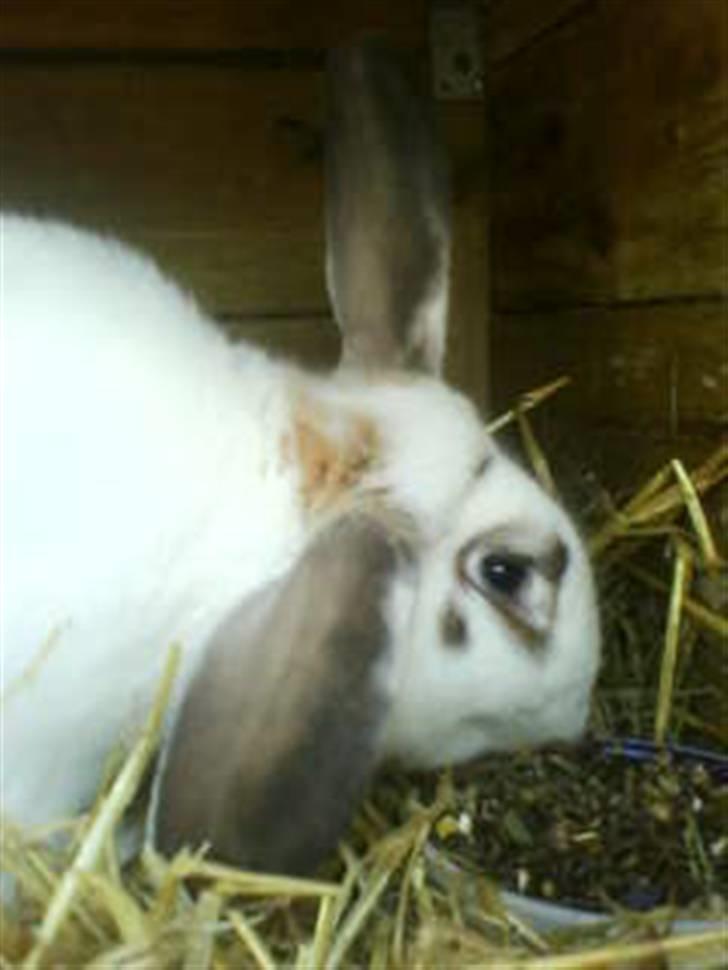 Kanin Pelle Haleløs billede 3