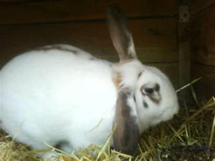 Kanin Pelle Haleløs billede 4