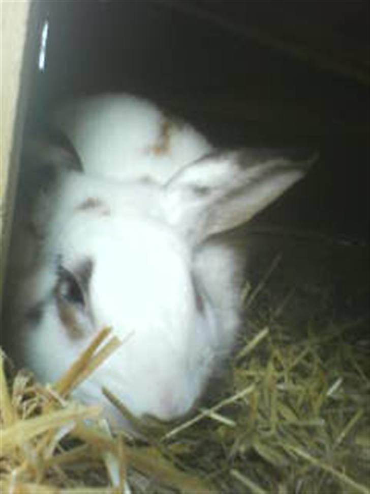 Kanin Pelle Haleløs billede 5