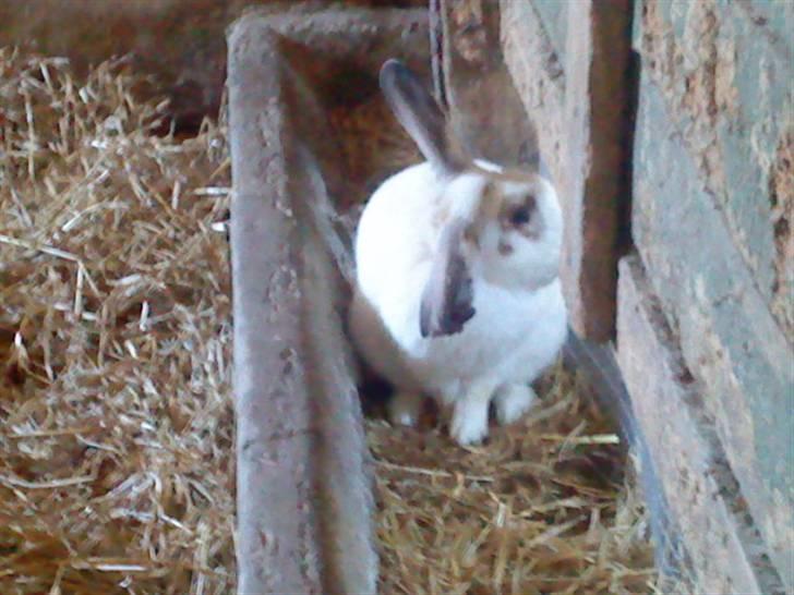 Kanin Pelle Haleløs - Pelle´s flossede øre :0/ billede 6