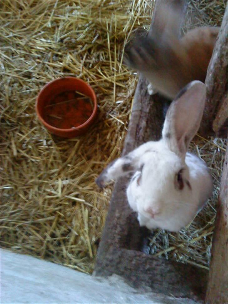 Kanin Pelle Haleløs - "Er det mig du tager billede af?" billede 9