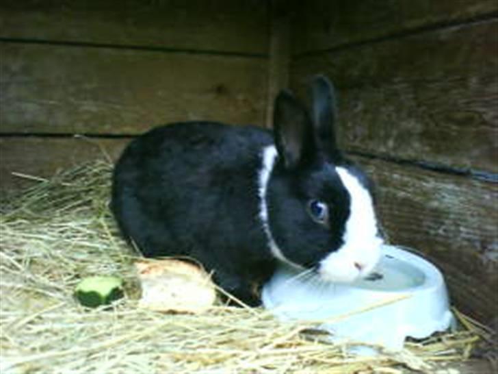 Kanin Salle billede 1