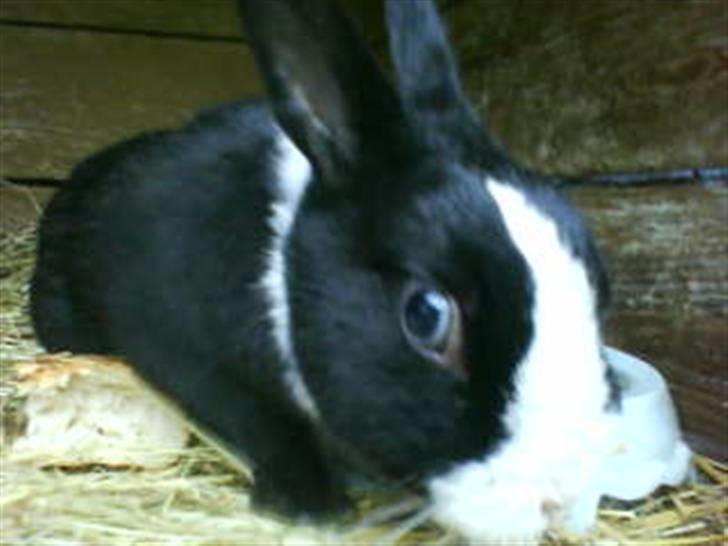 Kanin Salle billede 2