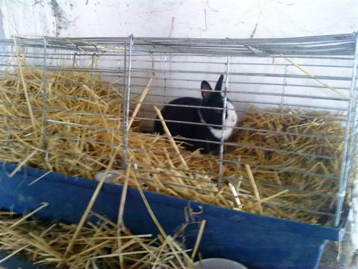 Kanin Salle billede 3