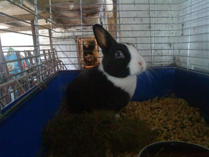 Kanin Salle billede 4