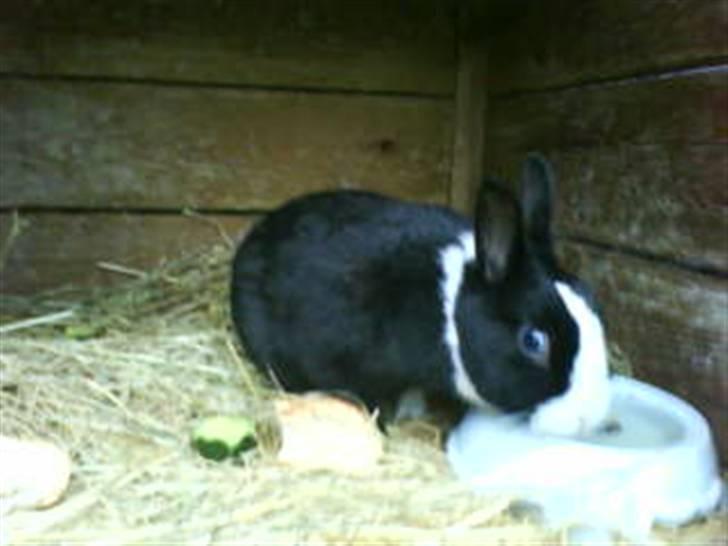 Kanin Salle billede 5