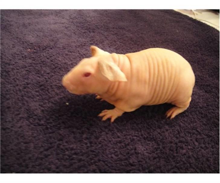 Marsvin Missekat billede 1