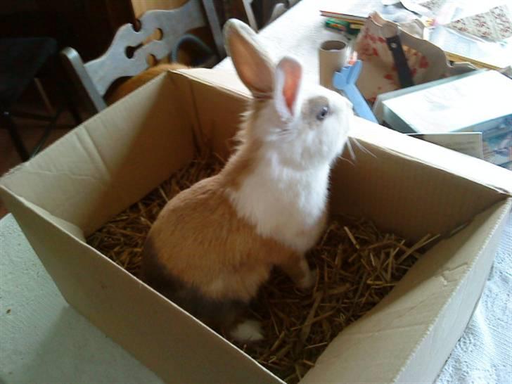 Kanin Perle - Perle da vi kom hjem med hende  billede 1