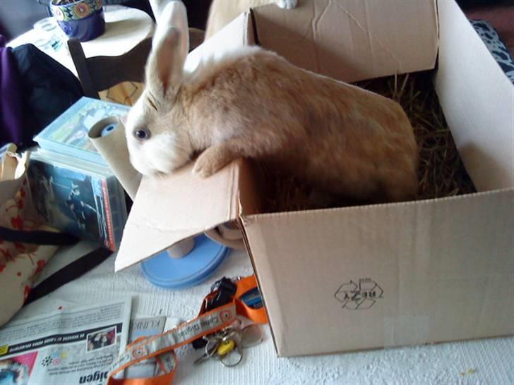 Kanin Perle billede 2