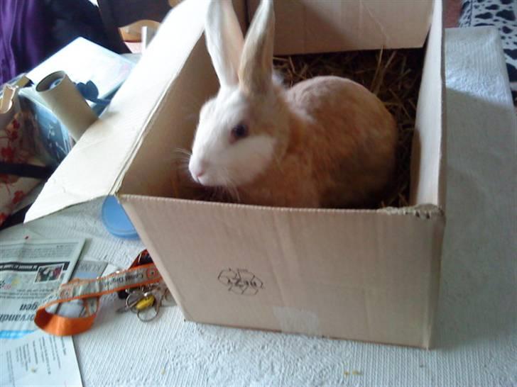 Kanin Perle billede 3
