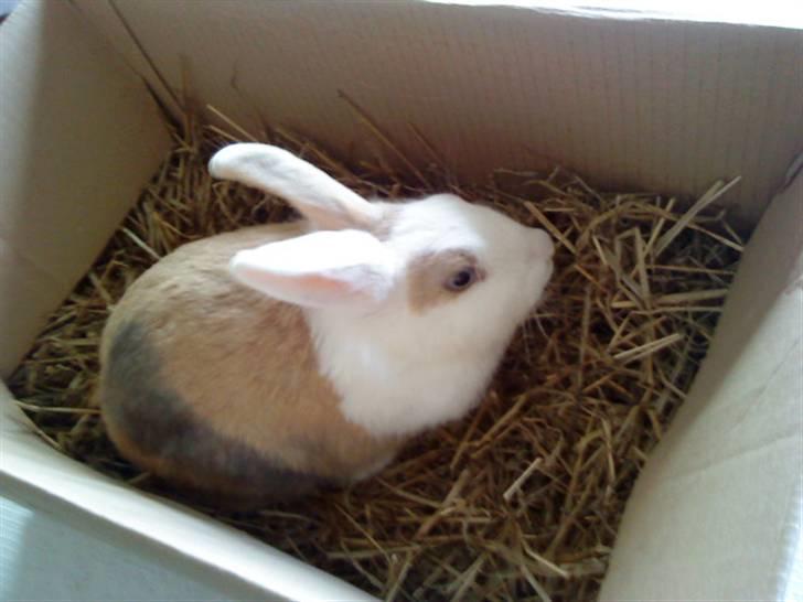 Kanin Perle billede 4