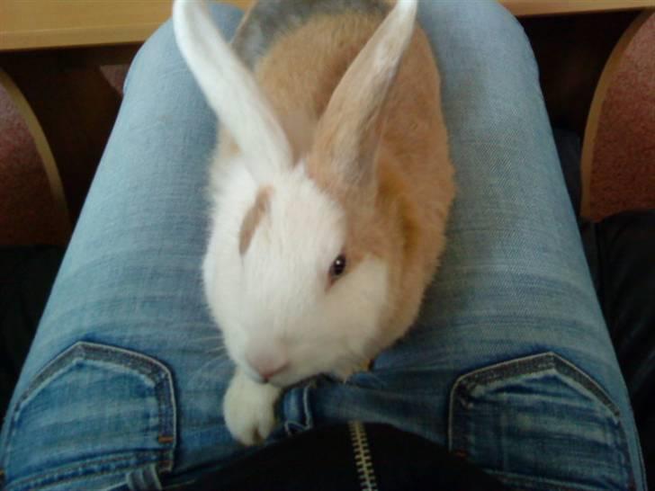 Kanin Perle billede 5