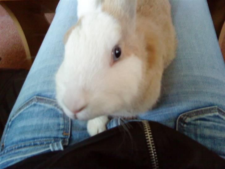 Kanin Perle billede 6