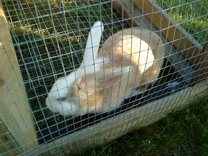 Kanin Perle billede 7