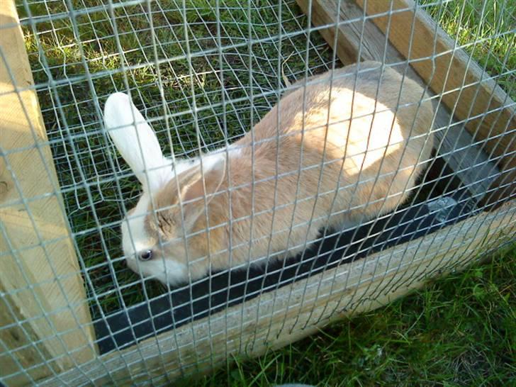 Kanin Perle billede 8