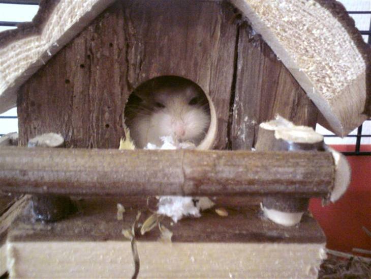 {{currentPhoto.altText}} billede {{currentPhoto.number}}