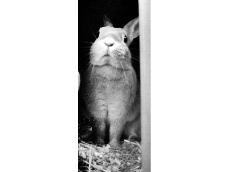 Kanin Nala <3  - velkommen til Nala´s profil <3    billede 1
